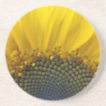 Macro Sunflower Coasters