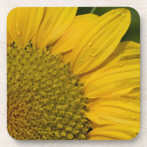 Macro Sunflower With Raindrops Beverage Coasters