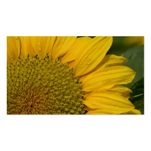 Macro Sunflower With Raindrops Business Cards (back side)