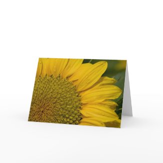 Macro Sunflower With Raindrops Cards