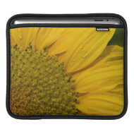 Macro Sunflower With Raindrops rickshawsleeve