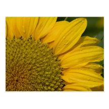 Macro Sunflower With Raindrops Post Cards
