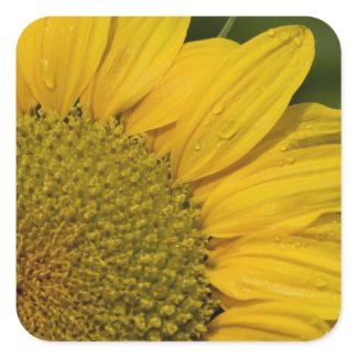 Macro Sunflower With Raindrops Stickers