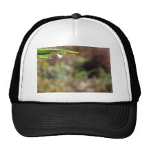 Macro Water Drop on Gorse Hat