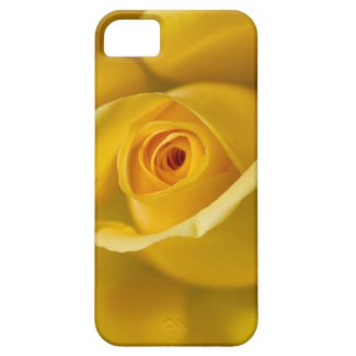 Macro Yellow Rose