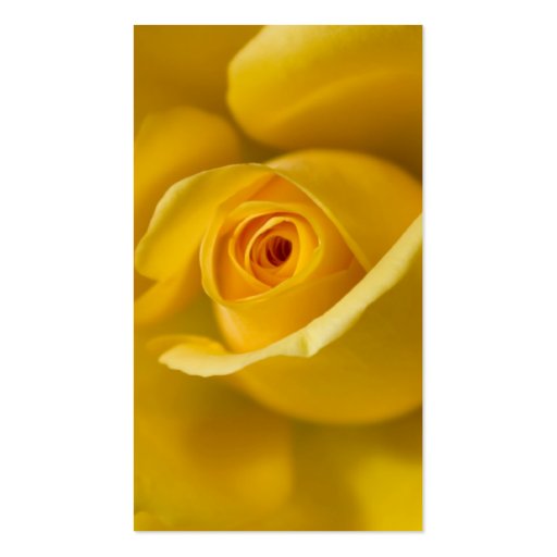 Macro Yellow Rose Business Card Templates (back side)