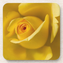 Macro Yellow Rose Coaster