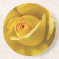 Macro Yellow Rose Drink Coaster