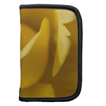 Macro Yellow Rose Organizers