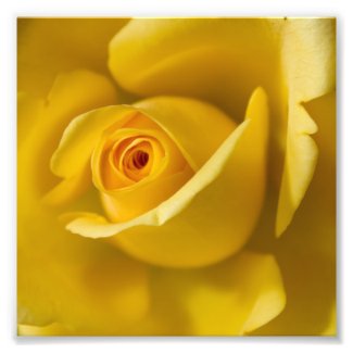 Macro Yellow Rose Photo Print