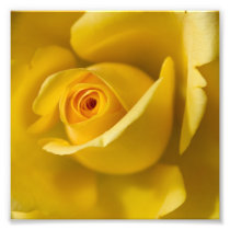 Macro Yellow Rose Photo Art