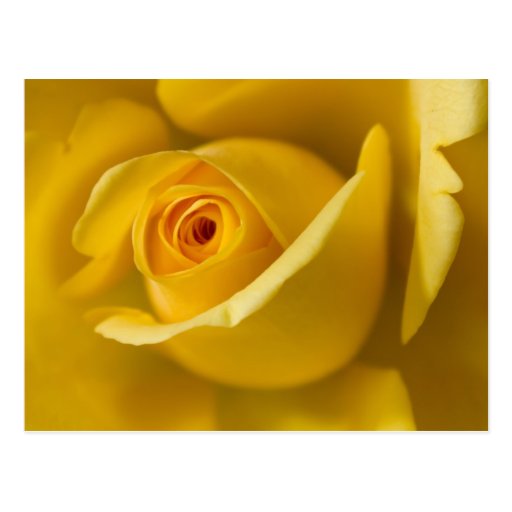 Macro Yellow Rose Post Card
