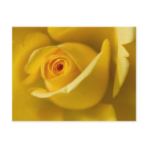 Macro Yellow Rose Post Card