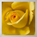 Macro Yellow Rose zazzle_print