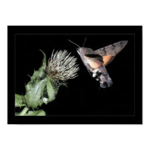 Macroglossum stellatarum posters by popojan Macroglossum stellatarum posters