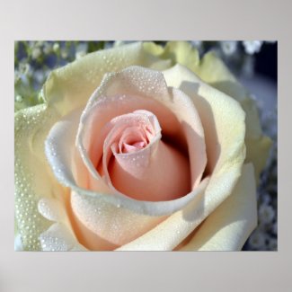 Macros Porcelain Rose Poster print