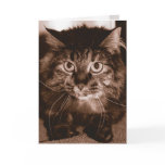 Mad Cat Card