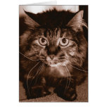 Mad Cat Card