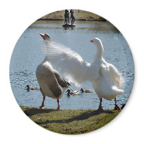 Mad Goose Magnet by nedell Mad Goose Magnet
