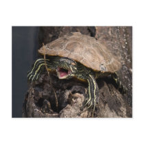 Mad Turtle Postcard
