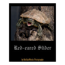Mad Turtle Poster posters