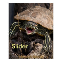 Mad Turtle Poster posters