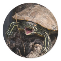 Mad Turtle Stickers
