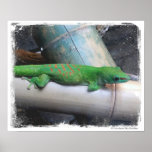 Madagascar Giant Day Gecko Photo Poster posters