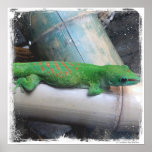 Madagascar Giant Day Gecko Photo Poster Print