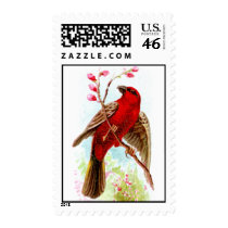 Madagascar Grosbeak postage by pinkalmond Madagascar Grosbeak postage