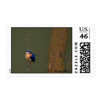 Madagascar Kingfisher, Madagascar postage by krisfiddle Madagascar Kingfisher, Madagascar postage