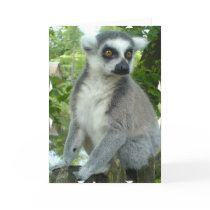 Madagascar Lemur Greeting Card