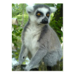 Madagascar Lemur Postcard