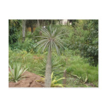 Madagascar Palm Postcard