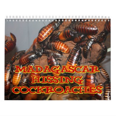 Madagasgar Hissing Cockroaches Wall Calendar Madagasgar Hissing Cockroaches Wall Calendar