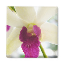 Madame Orchid magnets