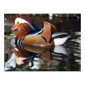 Madarin Duck posters