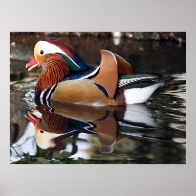 russian wildlife art prints duck print