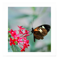 Madeira Butterfly Print