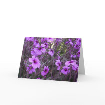 Madeira Storksbill cards by JLWinther Madeira Storksbill cards