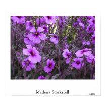 Madeira Storksbill posters by JLWinther Madeira Storksbill posters