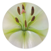 Madonna Lilly stickers by bluewren08 Madonna Lilly stickers