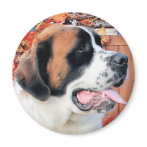 Mae - Saint Bernard Photo-6 magnets by FrankzPawPrintz Mae - Saint Bernard Photo-6 magnets