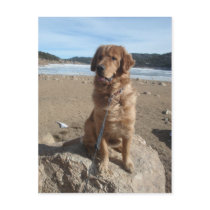 Magellan at Nederland Reservoir Post Card