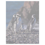 Magellanic Penguin Letterhead