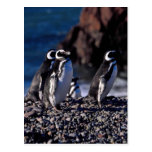 Magellanic Penguin Post Cards