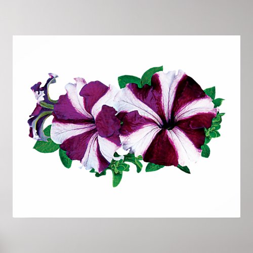 Magenta and White Petunias Poster print