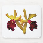 Magenta and Yellow Orchids
