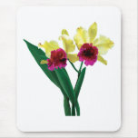 Magenta and Yellow Orchids