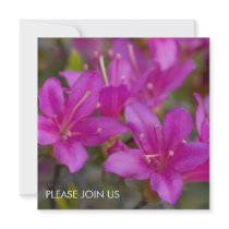 Magenta Azalea DSC1724 invitations by HortusFloridus Magenta Azalea DSC1724 invitations